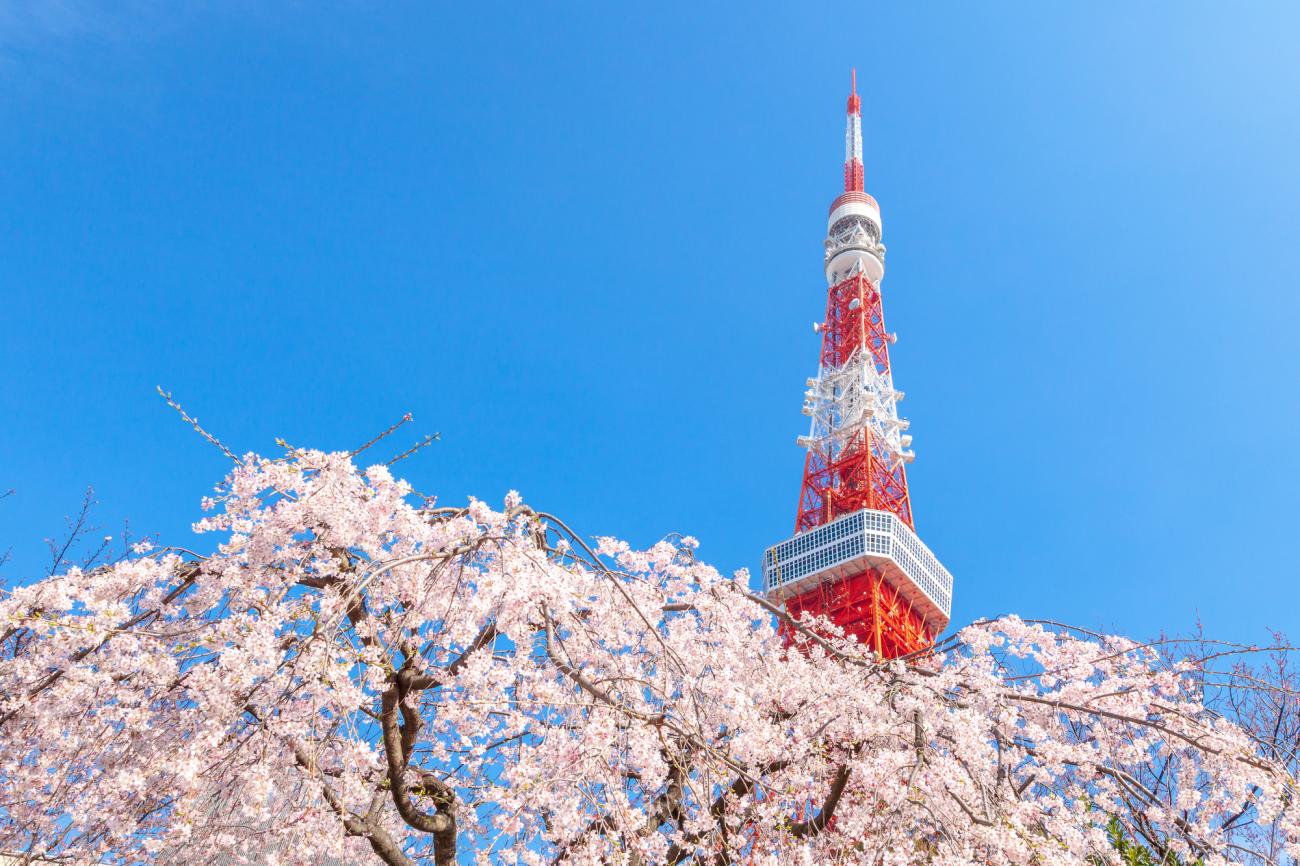 Cherry blossoms in Tokyo